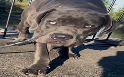 Mixed Breed dogs for sale: Cane Corse X puppies  - Image 15