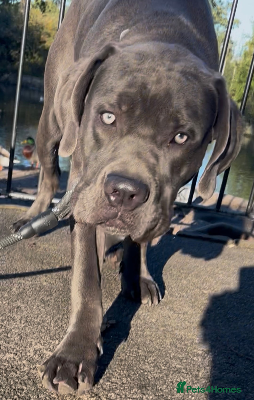 Mixed Breed dogs for sale: Cane Corse X puppies  - Image 15