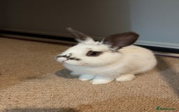 Mixed Breed rabbits for sale: Daphne and Velma need a loving home  - Image 5
