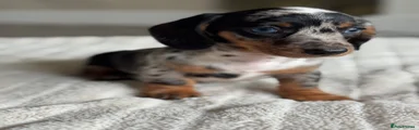 Miniature Dachshund 3