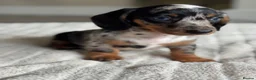 Miniature Dachshund dogs for sale: Miniature dachshund  - Advert 17