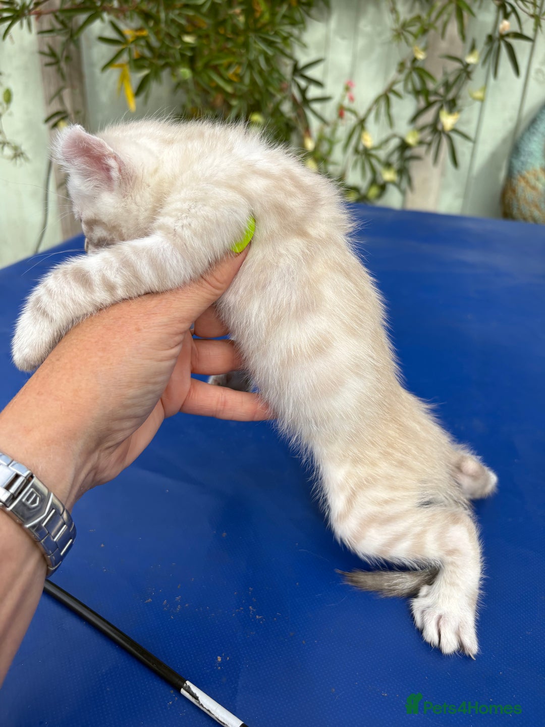 Keetso cats for sale: Gob smacking curled eared polydactyl male  - Image 26