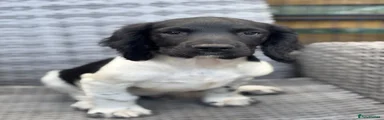 English Springer Spaniel 1