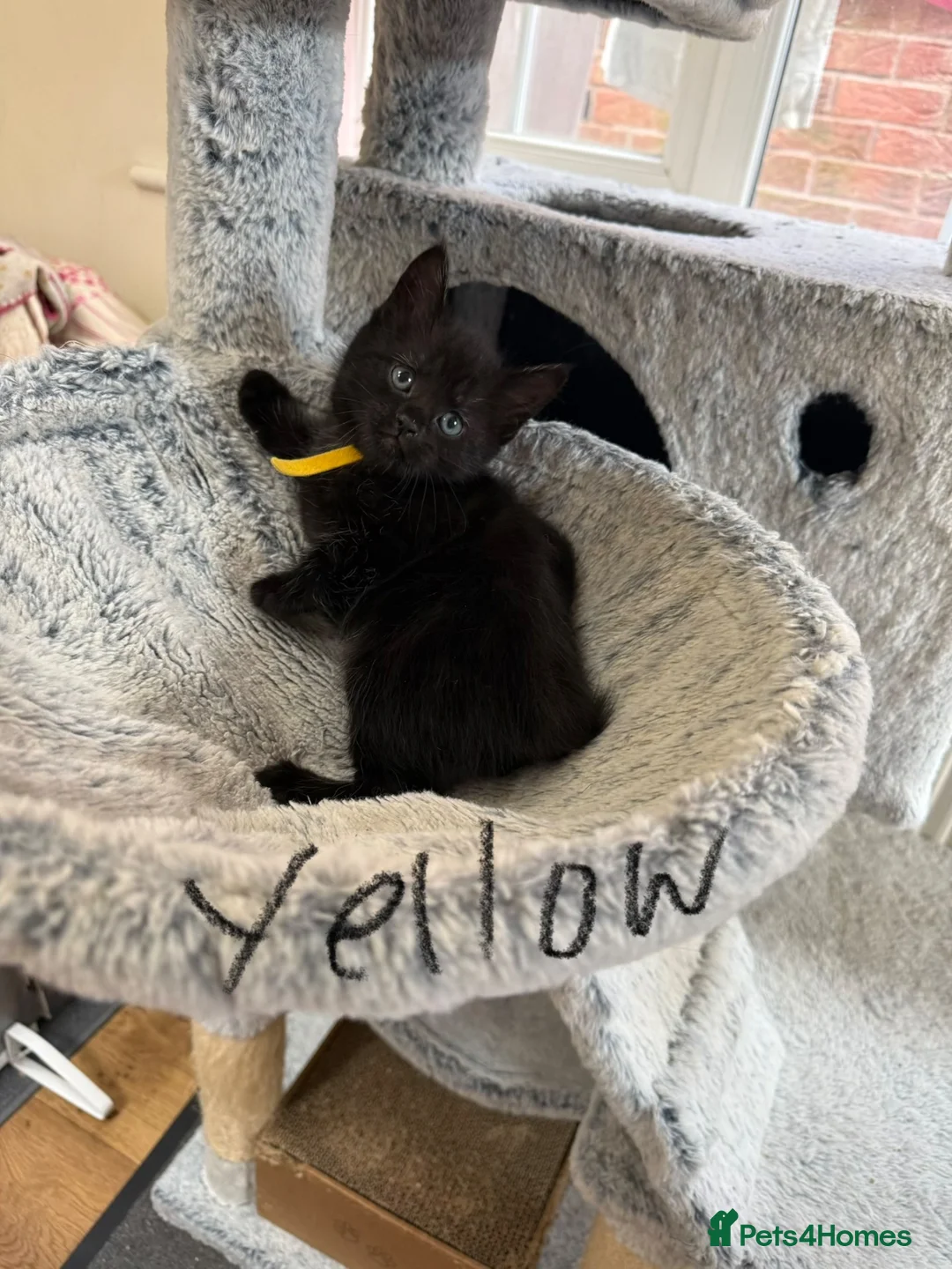 Maine Coon cats for sale: Maine coon (half) kittens  - Advert 2