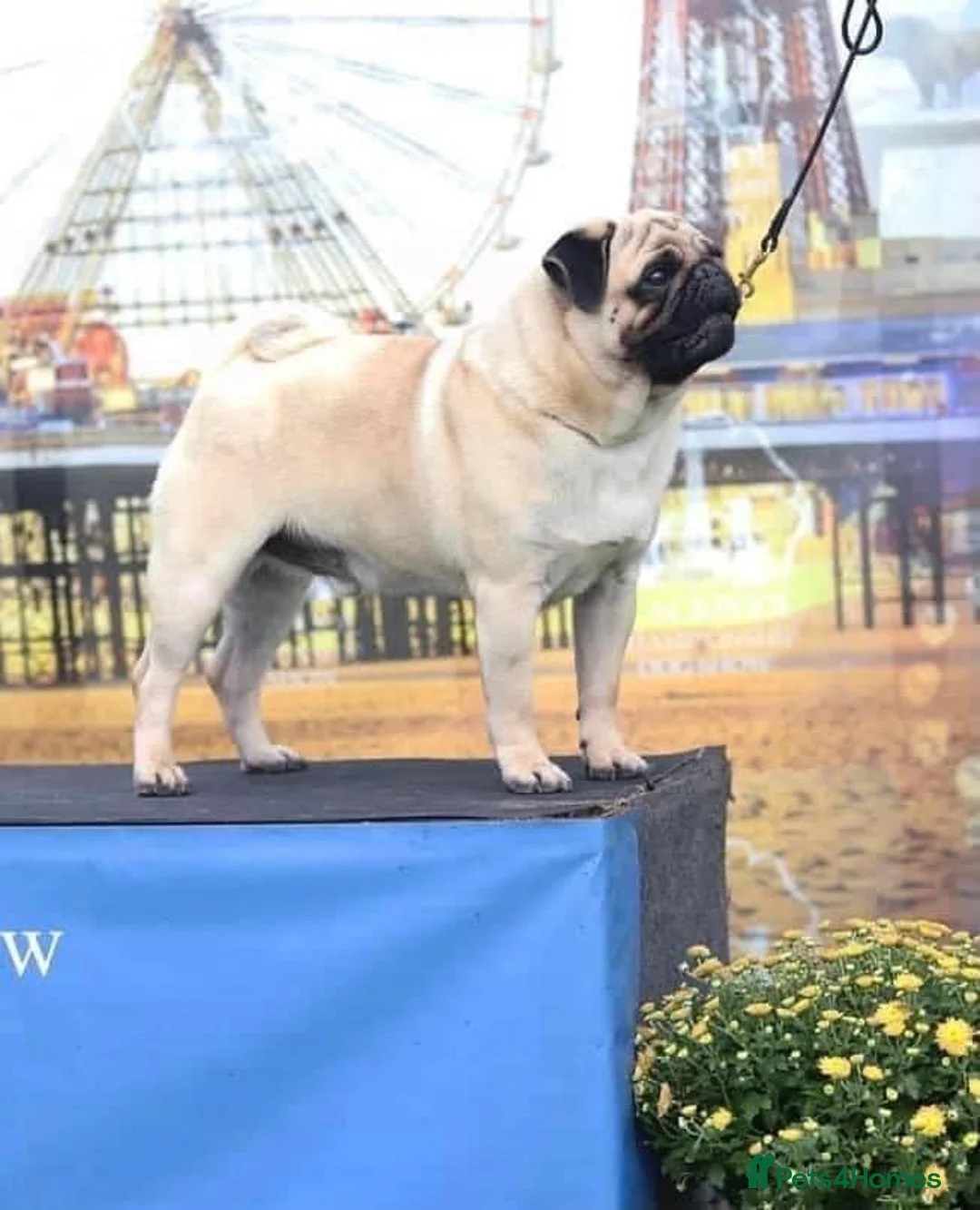 Pug dogs for stud: Quality fawn show pug for stud in Nottingham - Advert 4