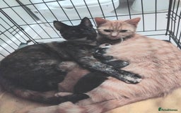 Domestic Shorthair cats for sale: 7 female kittens- 5 black and 1 ginger, one patchy - Image 8