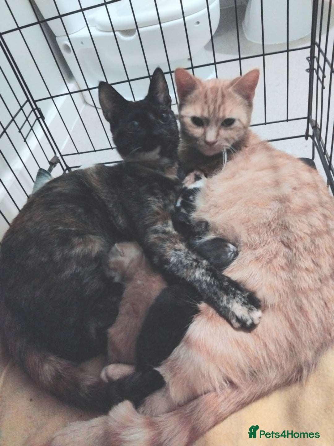 Domestic Shorthair cats for sale: 7 female kittens- 5 black and 1 ginger, one patchy - Image 8