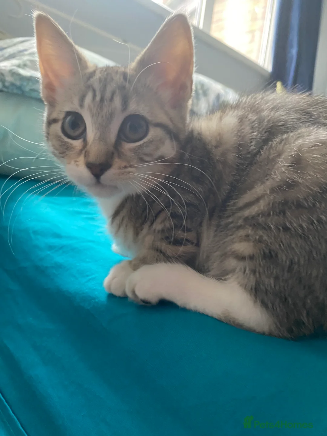 Maine Coon cats for sale: Playful Maine coon kittens ready for a loving home - Advert 2