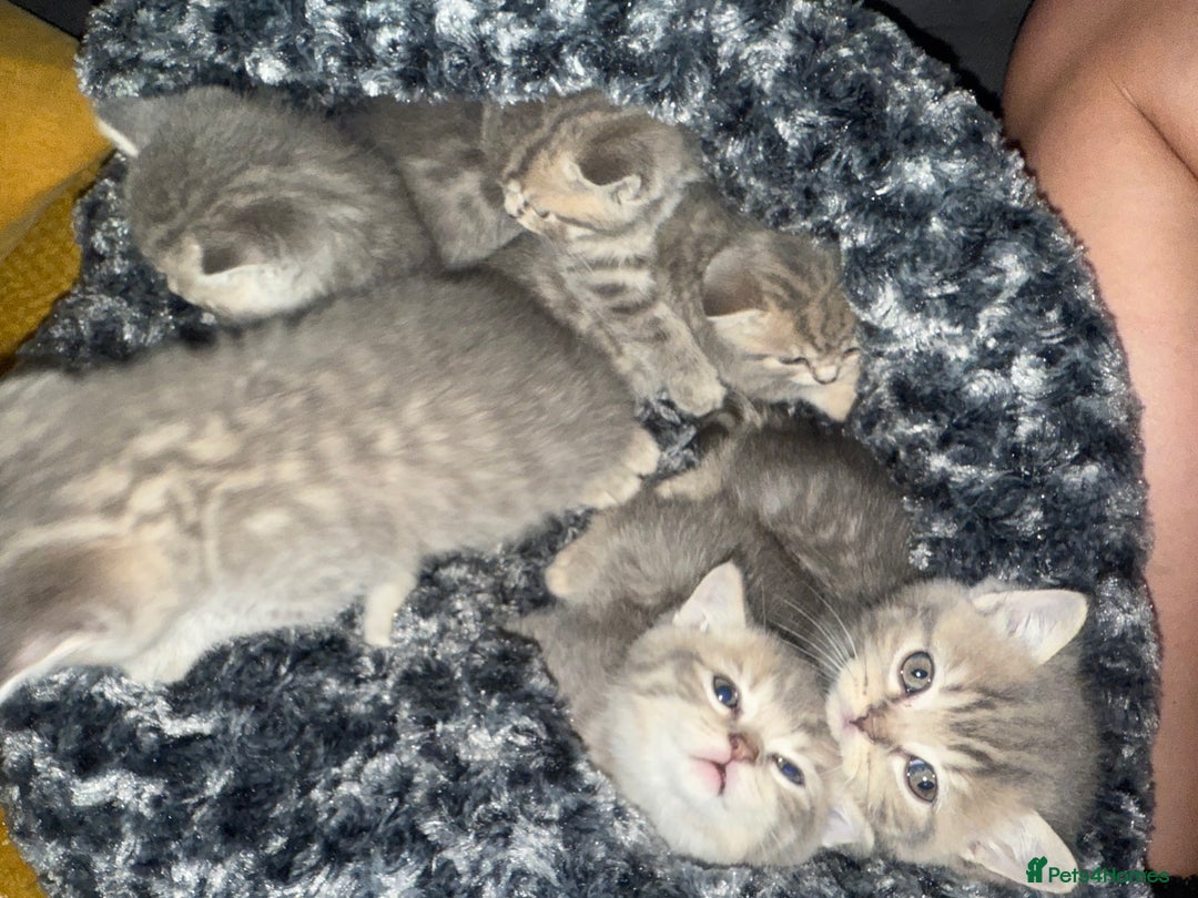 Scottish Fold cats for sale: Beautiful Scottish straight cross British shorts😍 - Image 4