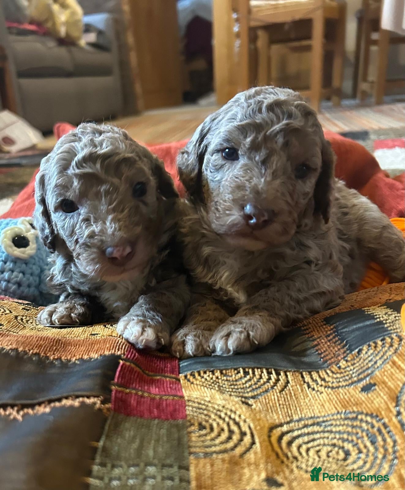 Labradoodle dogs Australian Labradoodle Puppies - Advert 6