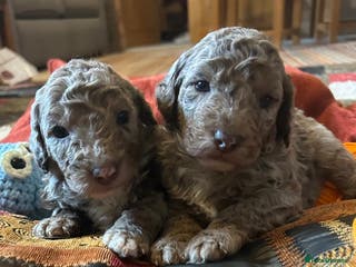 Labradoodle dogs Australian Labradoodle Puppies - Advert 4