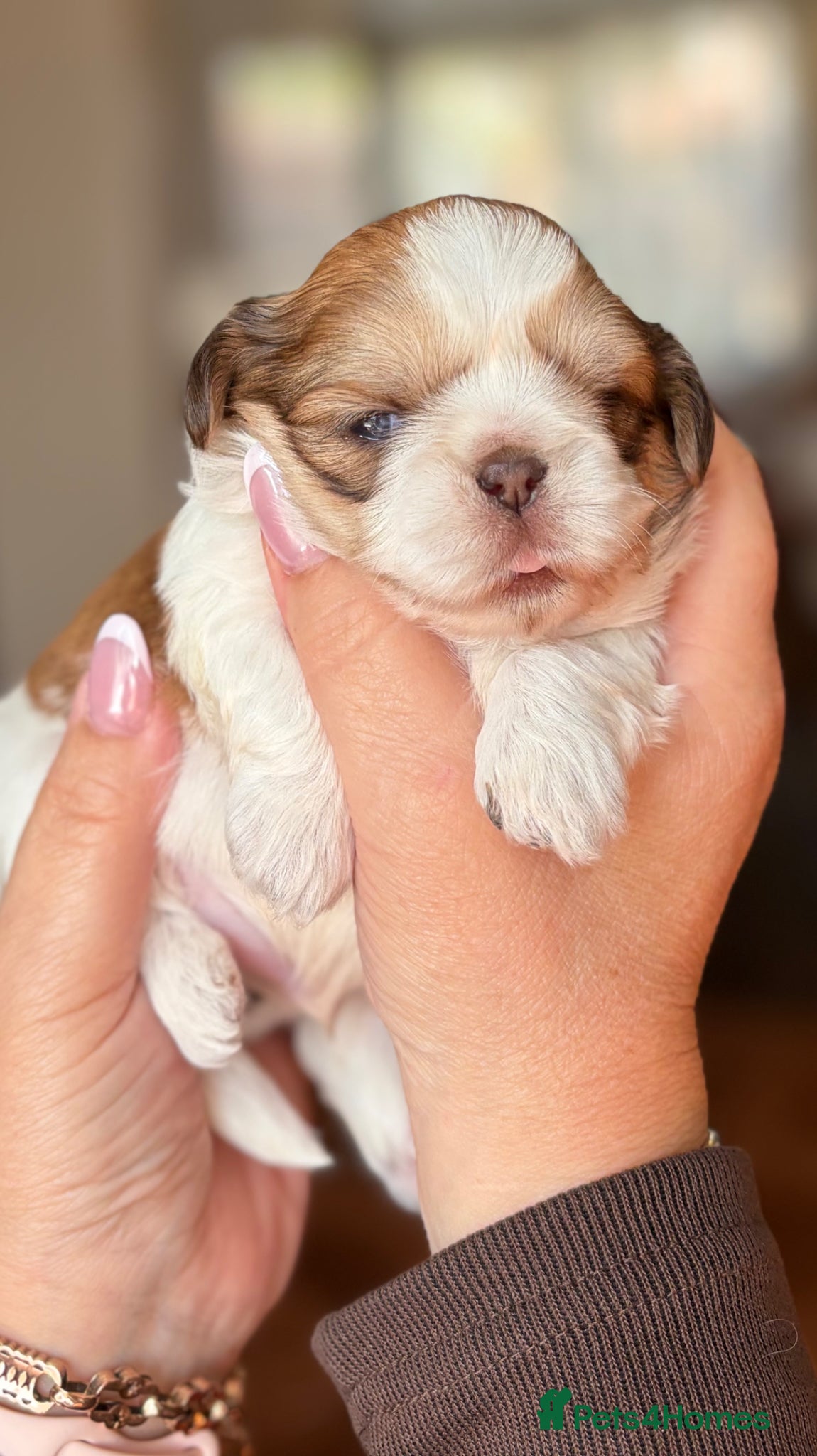 Shih Tzu dogs Beautiful pure Shih Tzu puppies  - Advert 1