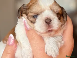 Shih Tzu dogs Beautiful pure Shih Tzu puppies - Advert 11