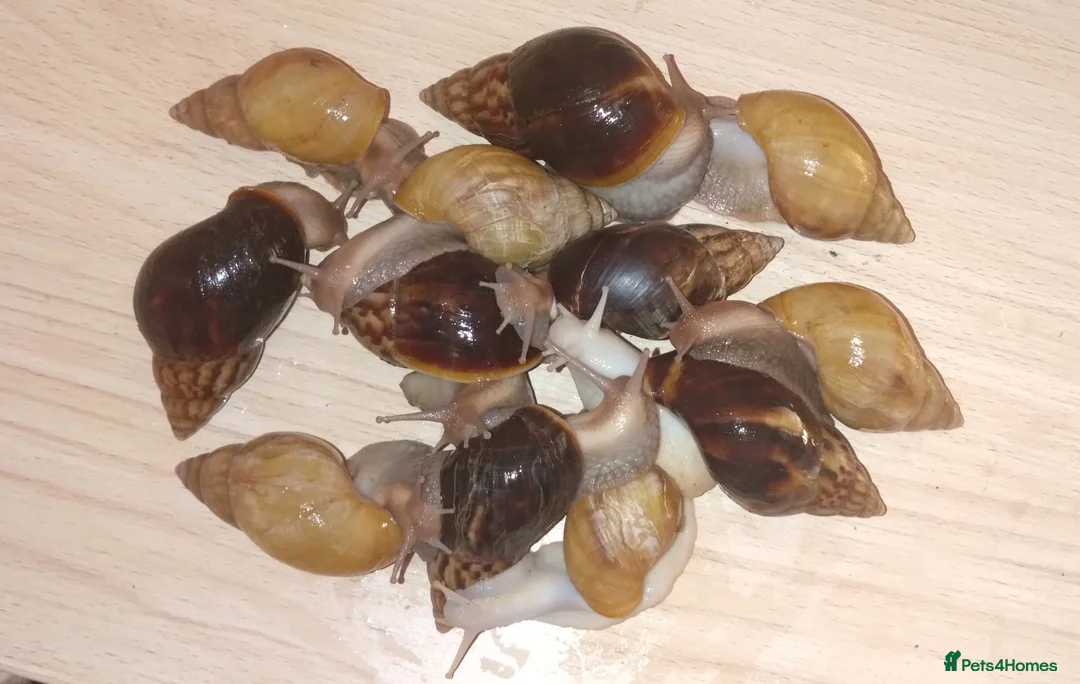 Snails invertebrates for sale: Giant African land snails in Letchworth Garden City - Advert 1