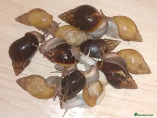 Snails invertebrates Giant African land snails in Letchworth Garden City - Advert 6