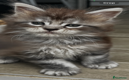 Maine Coon cats for sale: 2 xl tica active mainecoon kittens  - Image 8