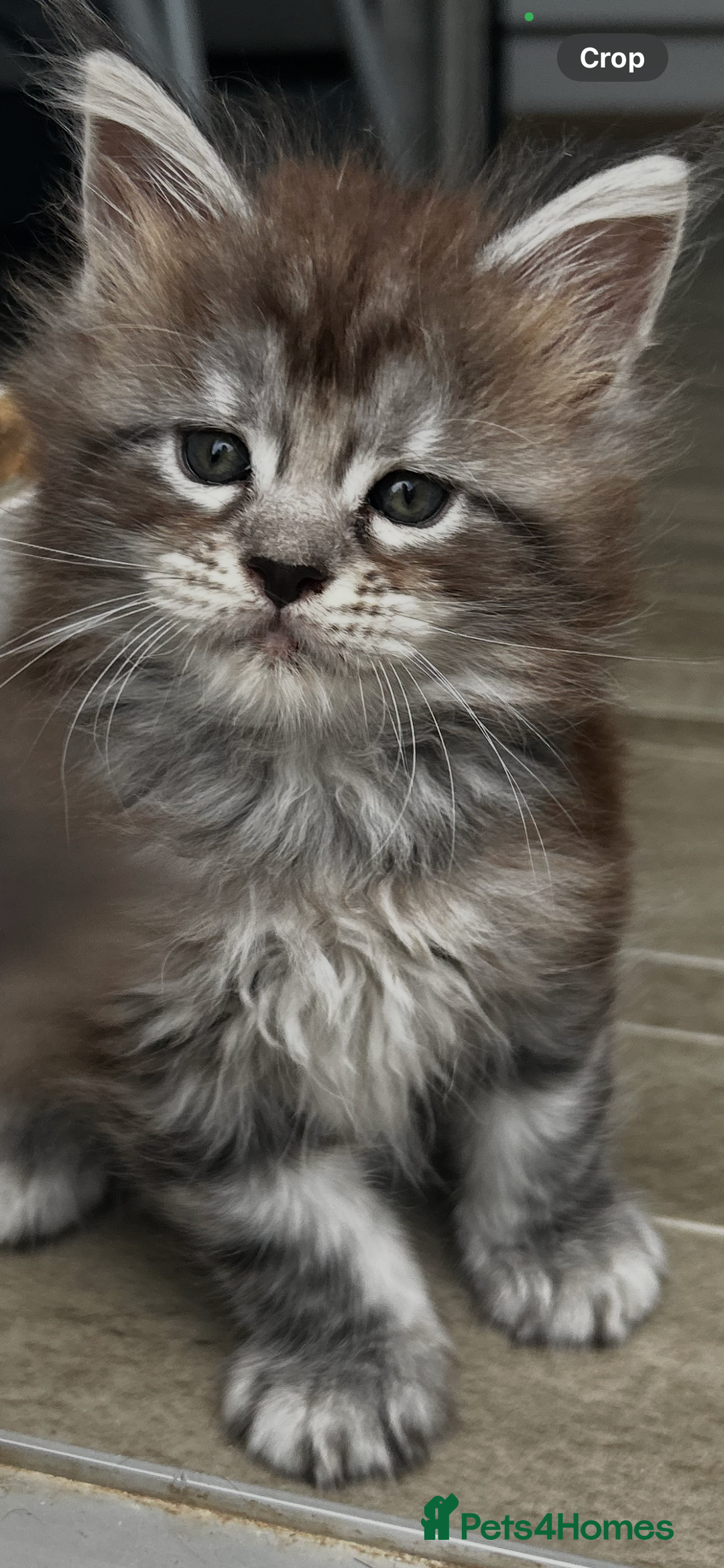 Maine Coon cats for sale: 2 xl tica active mainecoon kittens  - Image 8