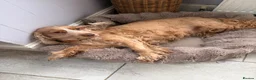 Cocker Spaniel dogs for sale: 7 year old cocker spaniel Pumpkin needing a home  in Newquay - Advert 4