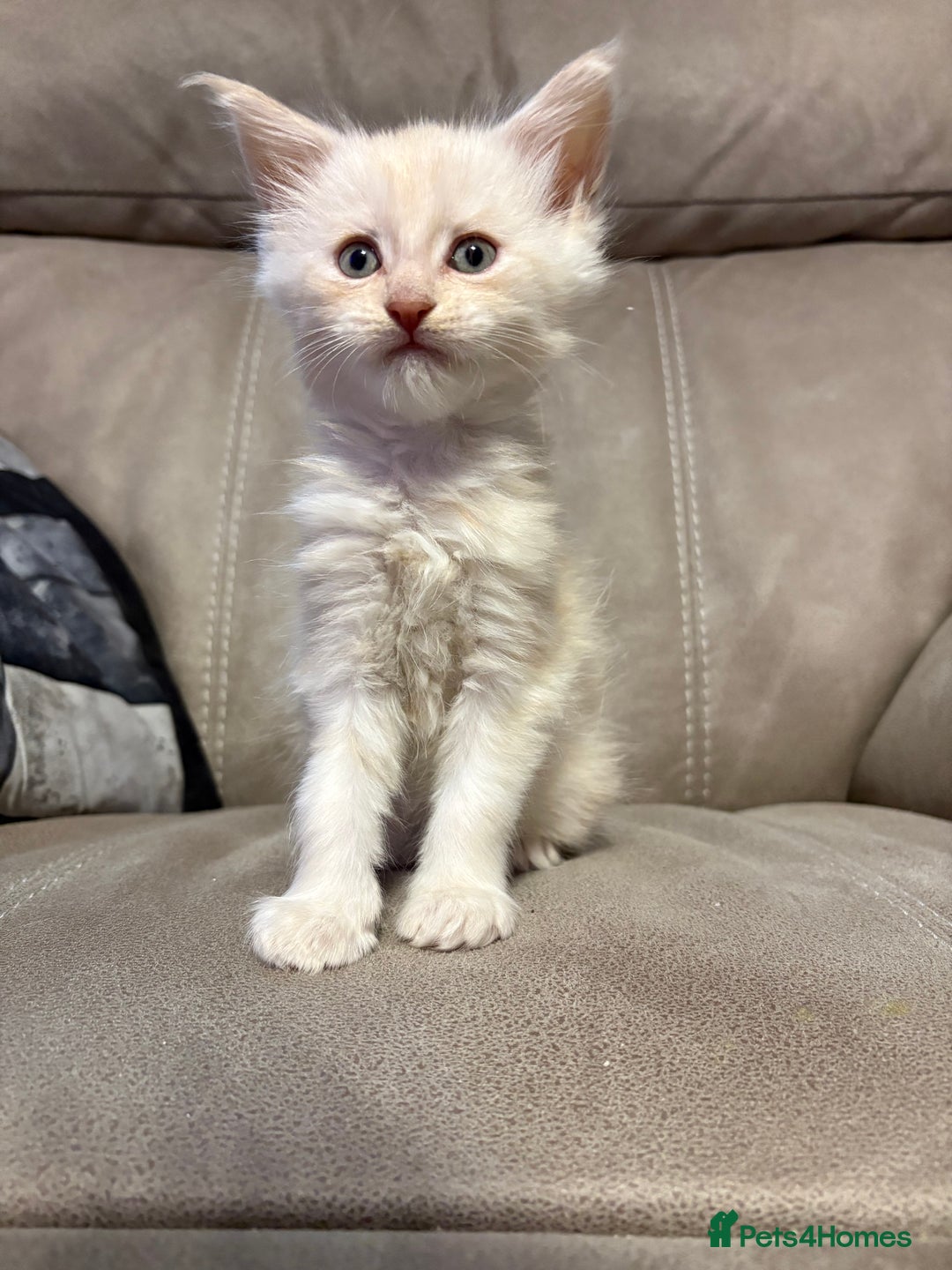 Maine Coon cats for sale: Last boy of litter - Advert 3