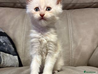 Maine Coon cats SOLD Last boy of litter - Advert 6