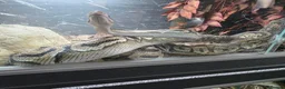 Snake reptiles for sale: Royal Pythons, Boa, Olive python Hoggies, Tortoise in Andover - Advert 20