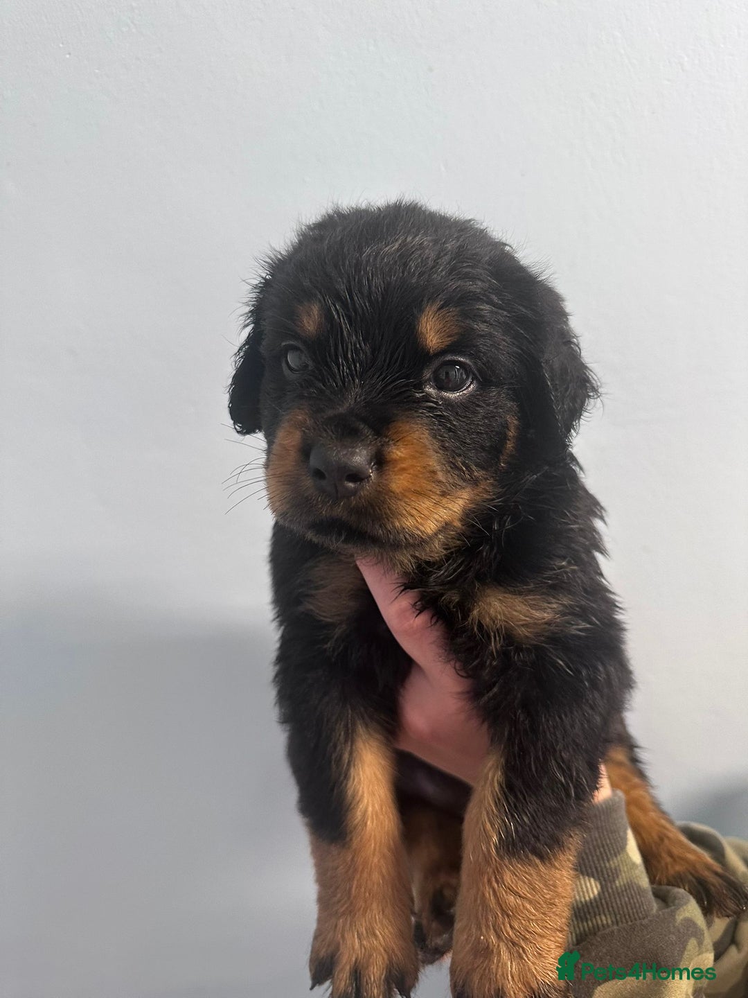 Rottweiler dogs for sale: 🐾 Pure Bred Rottweiler Puppies 🐾 - Image 21