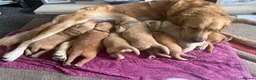 Golden Retriever dogs for sale: 🐾 Gorgeous pedigree Golden Retriever Puppies - Advert 17