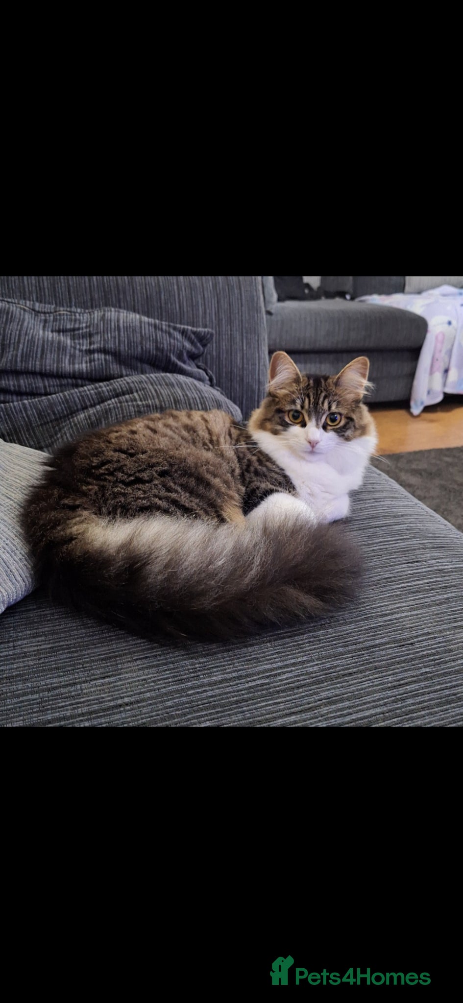 Mixed Breed cats Female taddy cat - Advert 2