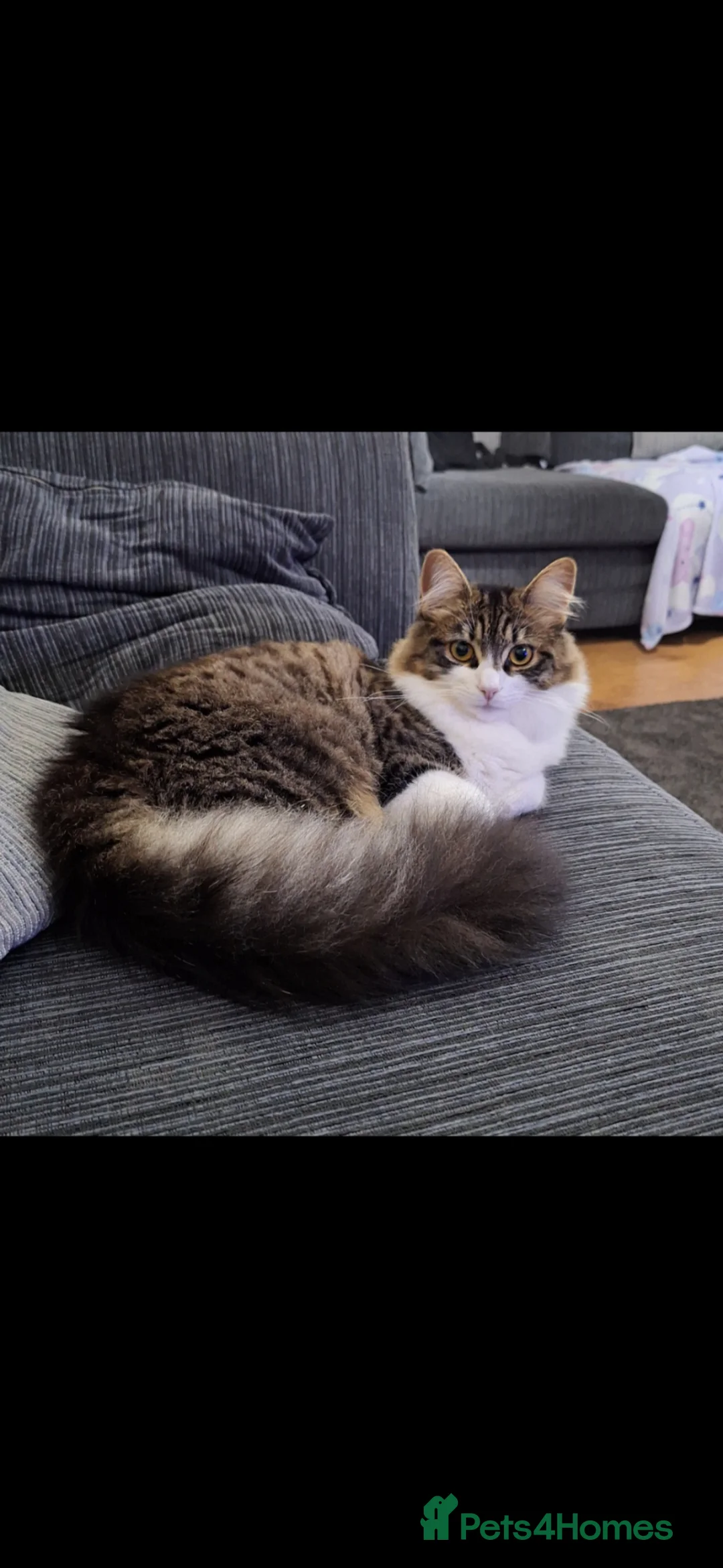 Mixed Breed cats for sale: Female taddy cat in Sutton Coldfield - Advert 1