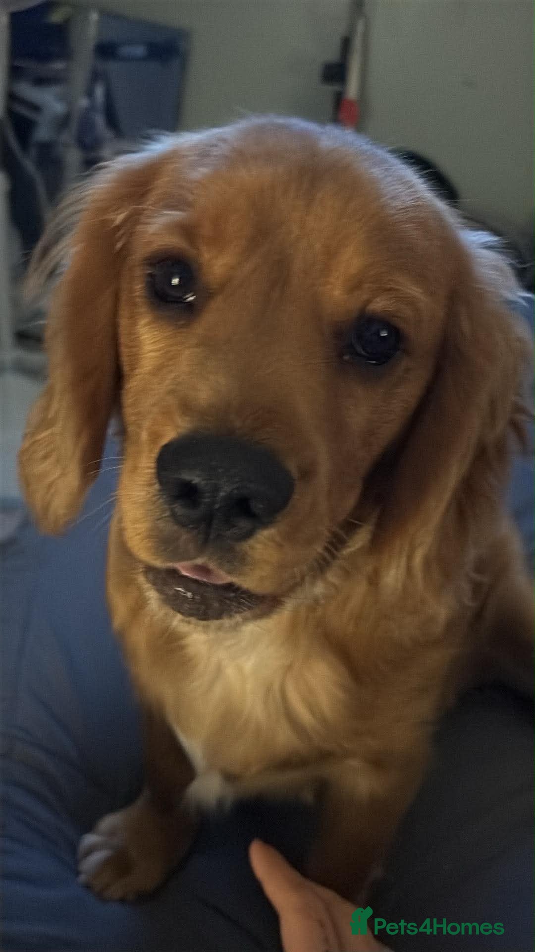 Cockalier dogs for sale: 6 months old Cockalier  - Advert 1