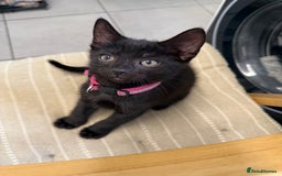 Mixed Breed cats for sale: Last Three Kittens for Sale 2 Girls and 1 Boy - Image 6