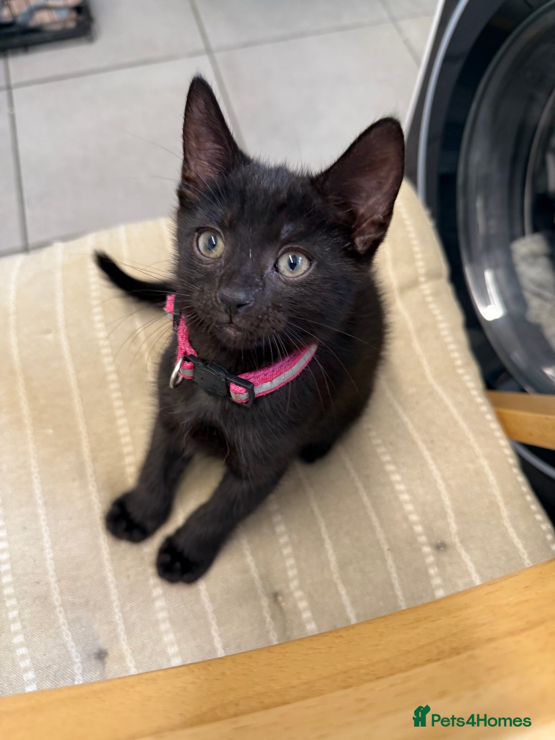 Mixed Breed cats for sale: Last Three Kittens for Sale 2 Girls and 1 Boy - Image 6