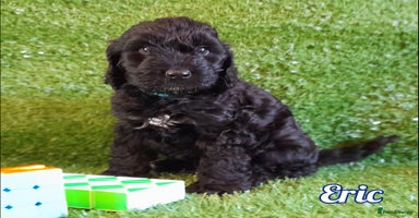 Cockapoo dogs Stunning F1 Cockapoos Available - Advert 15