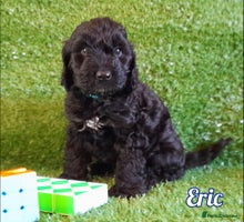 Cockapoo dogs Stunning F1 Cockapoos Available - Advert 15