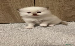 Ragdoll cats for sale: *ALL SOLD* gorgeous ragdoll kittens  - Image 8
