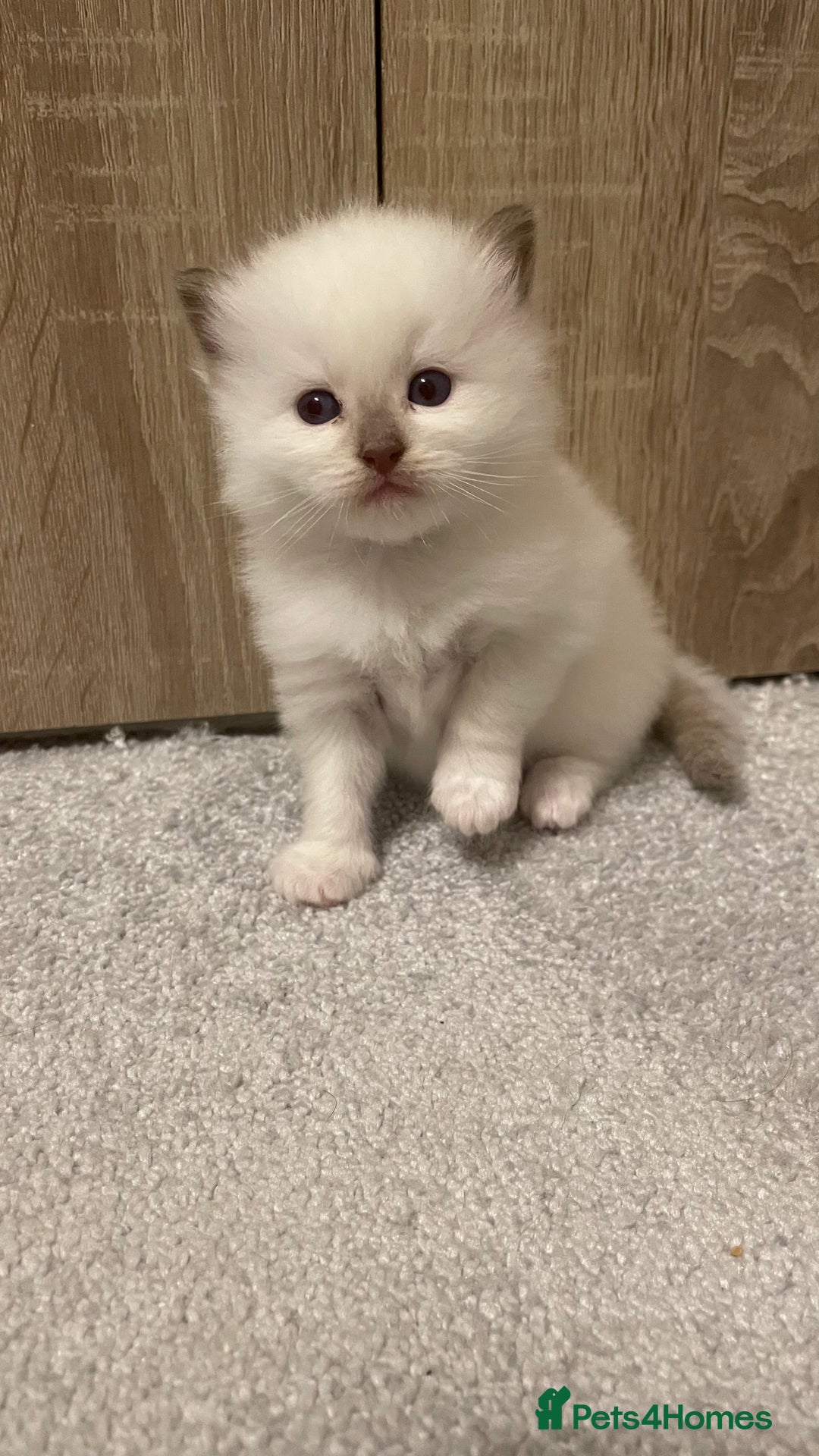 Ragdoll cats for sale: *ALL SOLD* gorgeous ragdoll kittens  - Image 8
