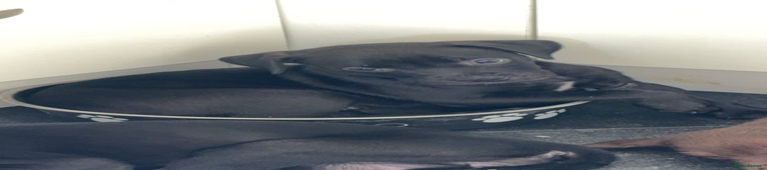 Jet