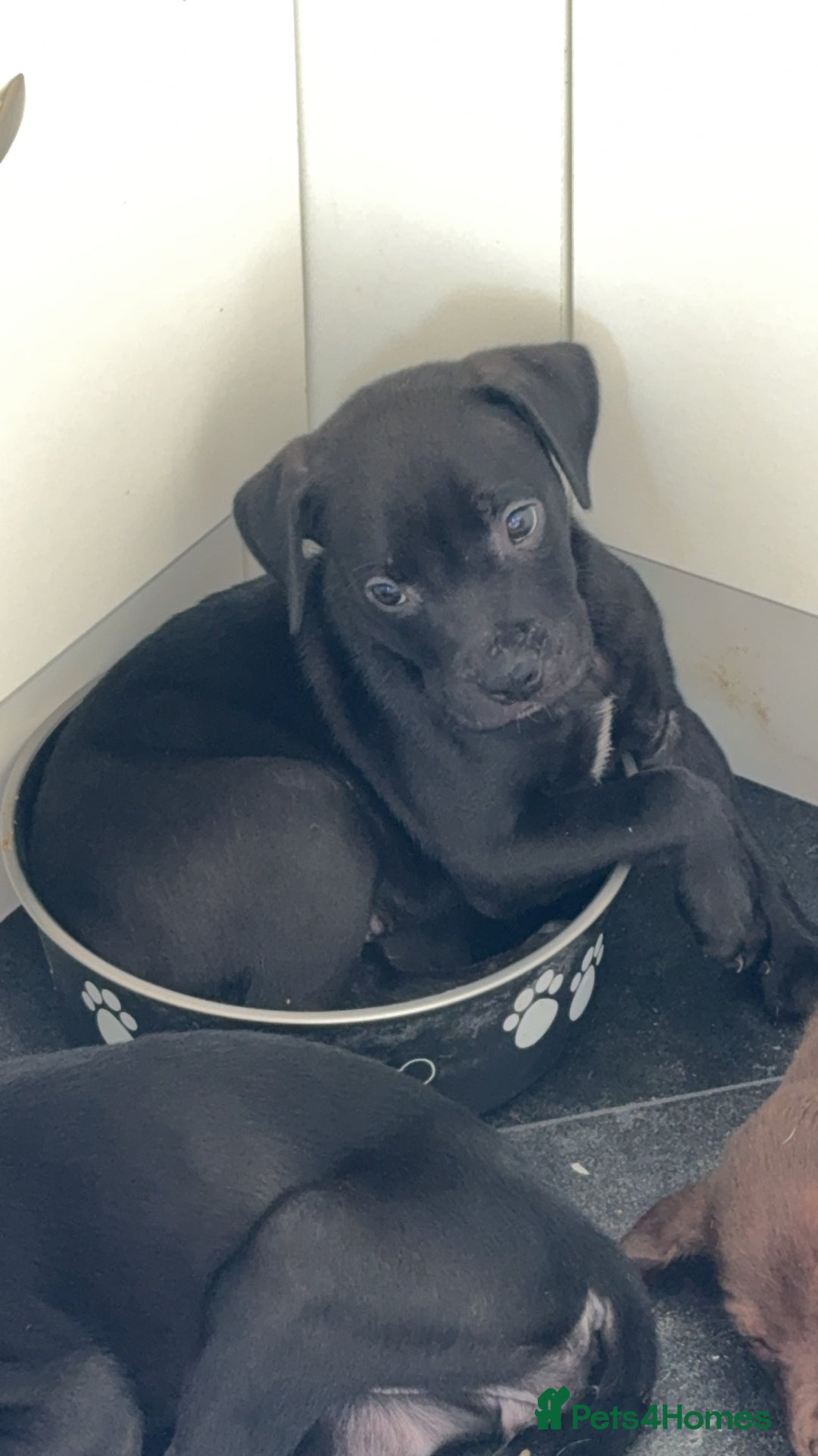 Mixed Breed dogs for sale: Labrador cross  - Image 5