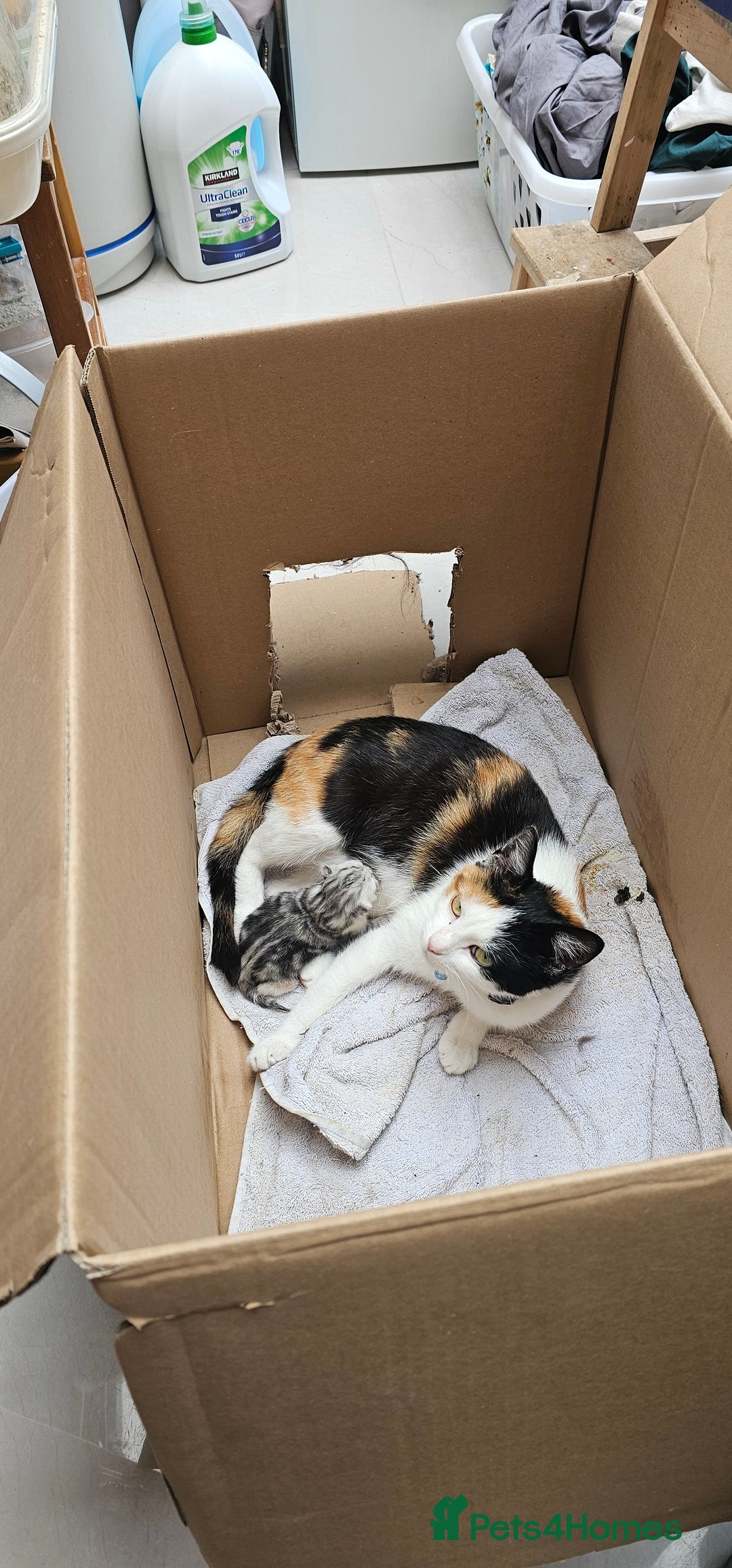 Mixed Breed cats for sale:  🐾 Adorable Kittens Ready for Loving Homes 🐾 - Image 30