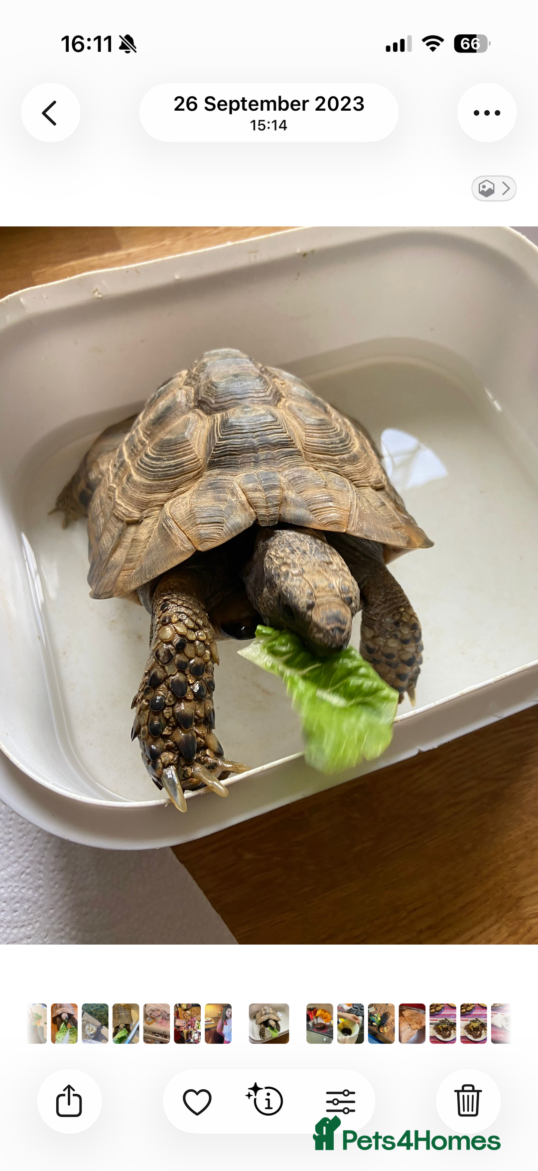Tortoise reptiles for sale: Male Greek Tortoise for Sale, price negotiable.  - Advert 5