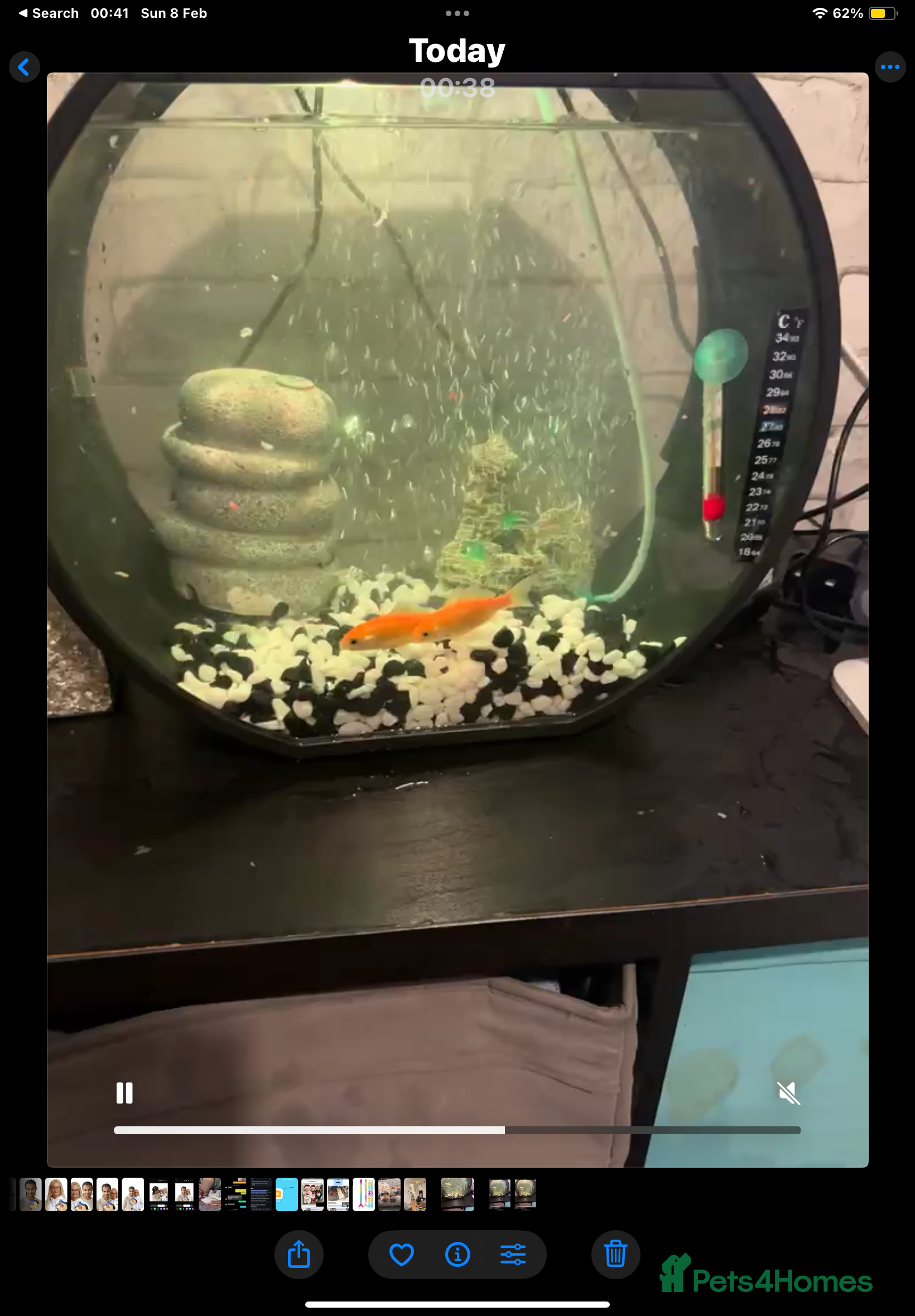 Goldfish fish Gold fish  - Advert 2