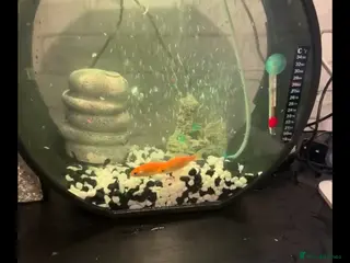 Goldfish fish Gold fish - Advert 2