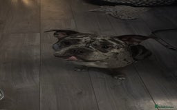 Mixed Breed dogs for sale: Staffship bull terrier cross pocket bully  - Image 3