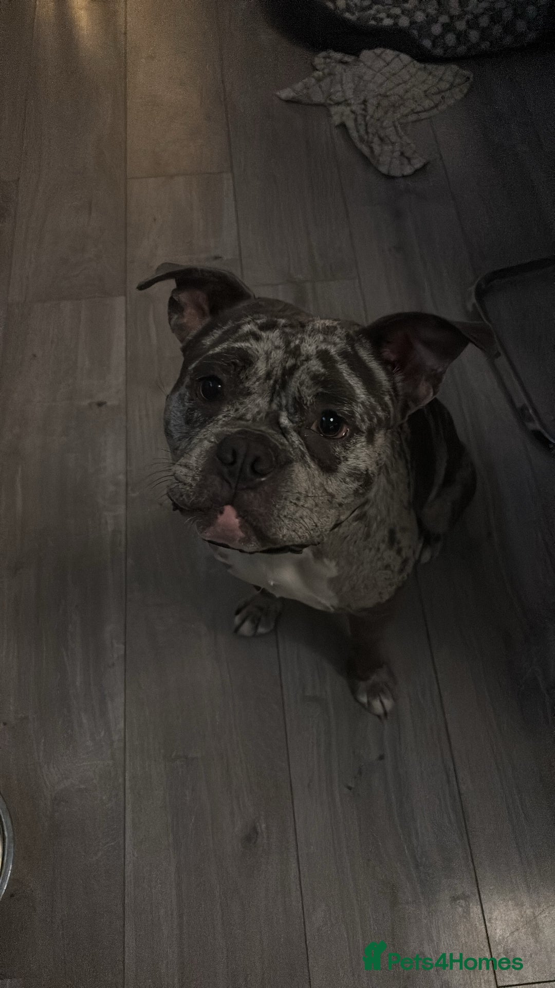 Mixed Breed dogs for sale: Staffship bull terrier cross pocket bully  - Image 3