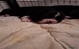 Mixed Breed dogs for sale: Canecorxer cross golden retriever  - Image 12