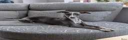 Whippet dogs for sale: Beautiful 12 week old pup seeking forever home - Advert 11