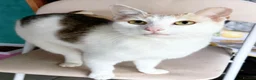 Mixed Breed cats for adoption: 🐱🍊 Meet Papaya – she's one in a melon! in Edinburgh - Advert 3