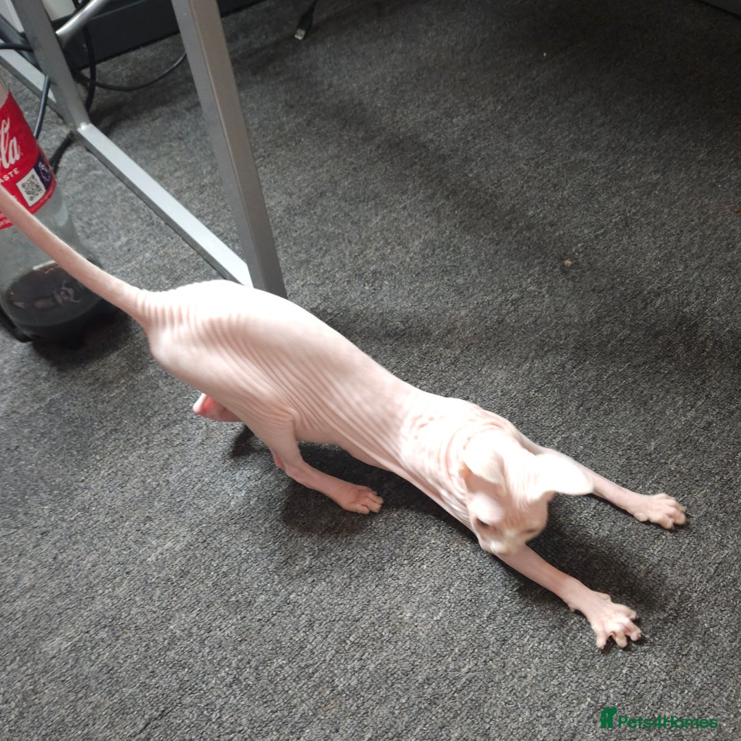 Sphynx cats for sale: Pedigree Sphynx kittens. Ready to go. - Advert 12