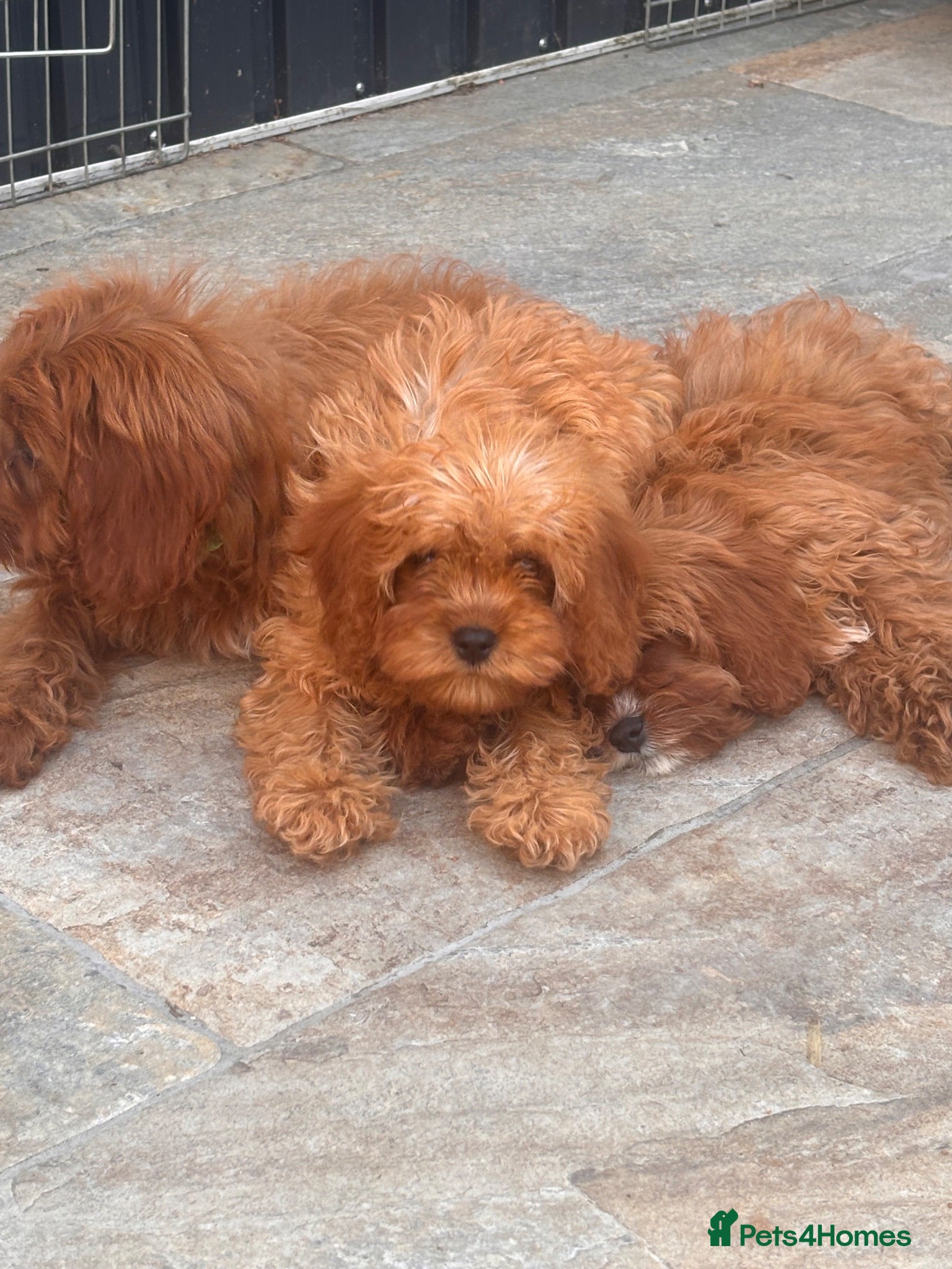 Cavapoo dogs 🐾 READY fully health tested F1 Cavapoo Girls 🐾 - Advert 1