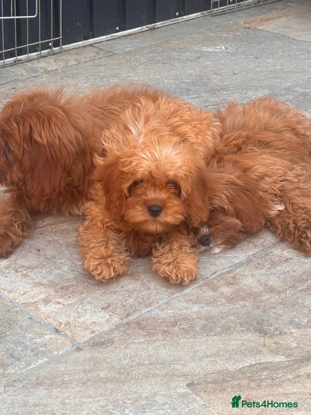 Cavapoo dogs for sale: 🐾 READY fully health tested F1 Cavapoo Girls 🐾 - Advert 1